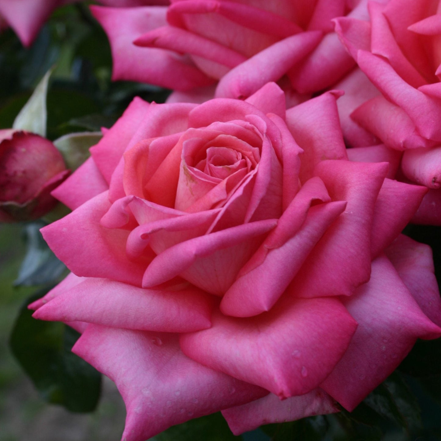 Eleganza® Wedding Bells™ Rose Bush