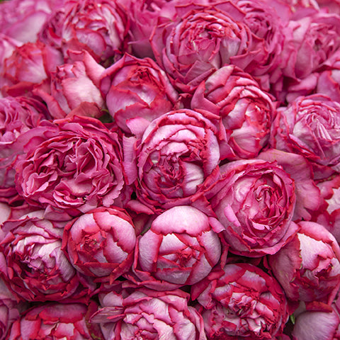 Yves Piaget® Rose Bush