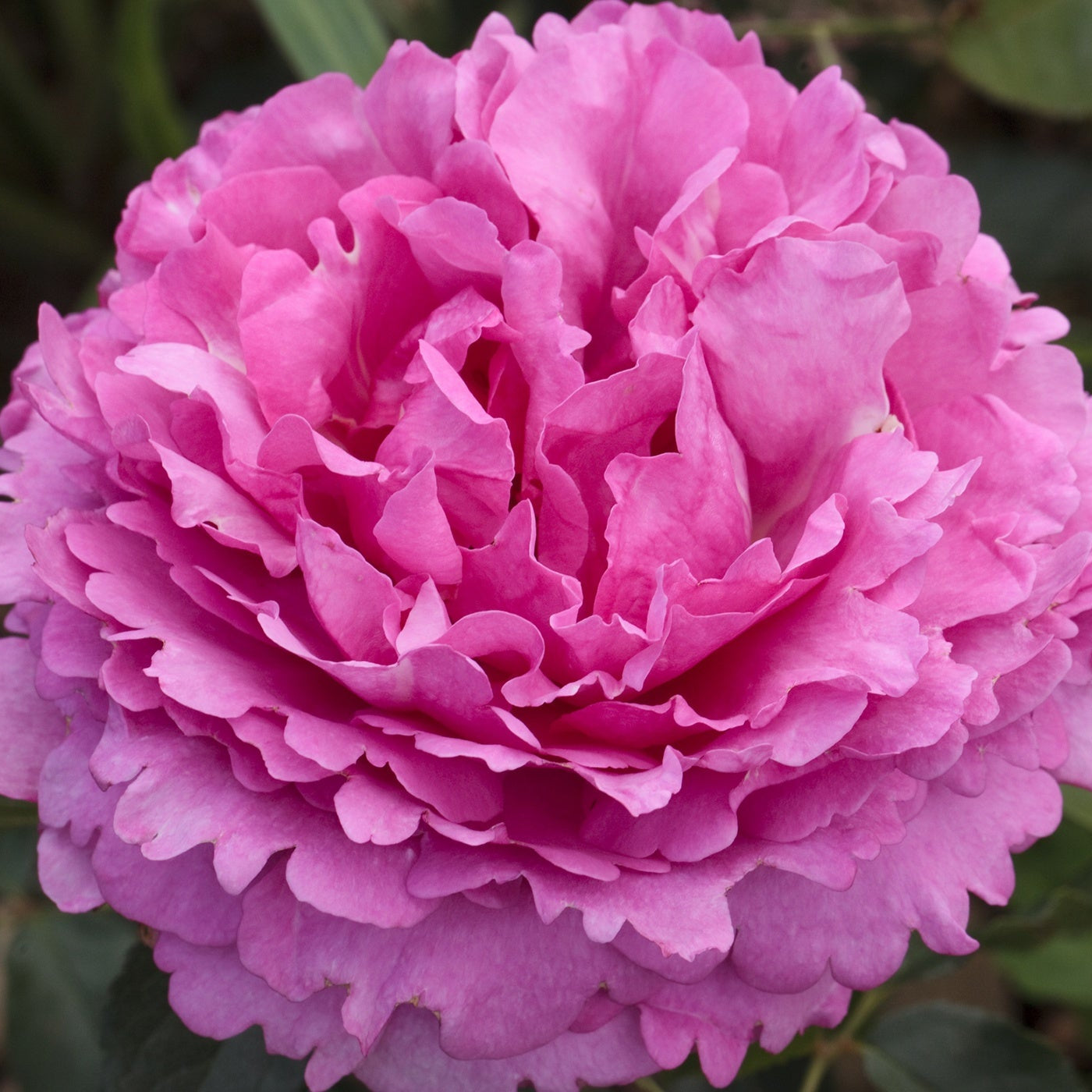 Yves Piaget® Rose Bush