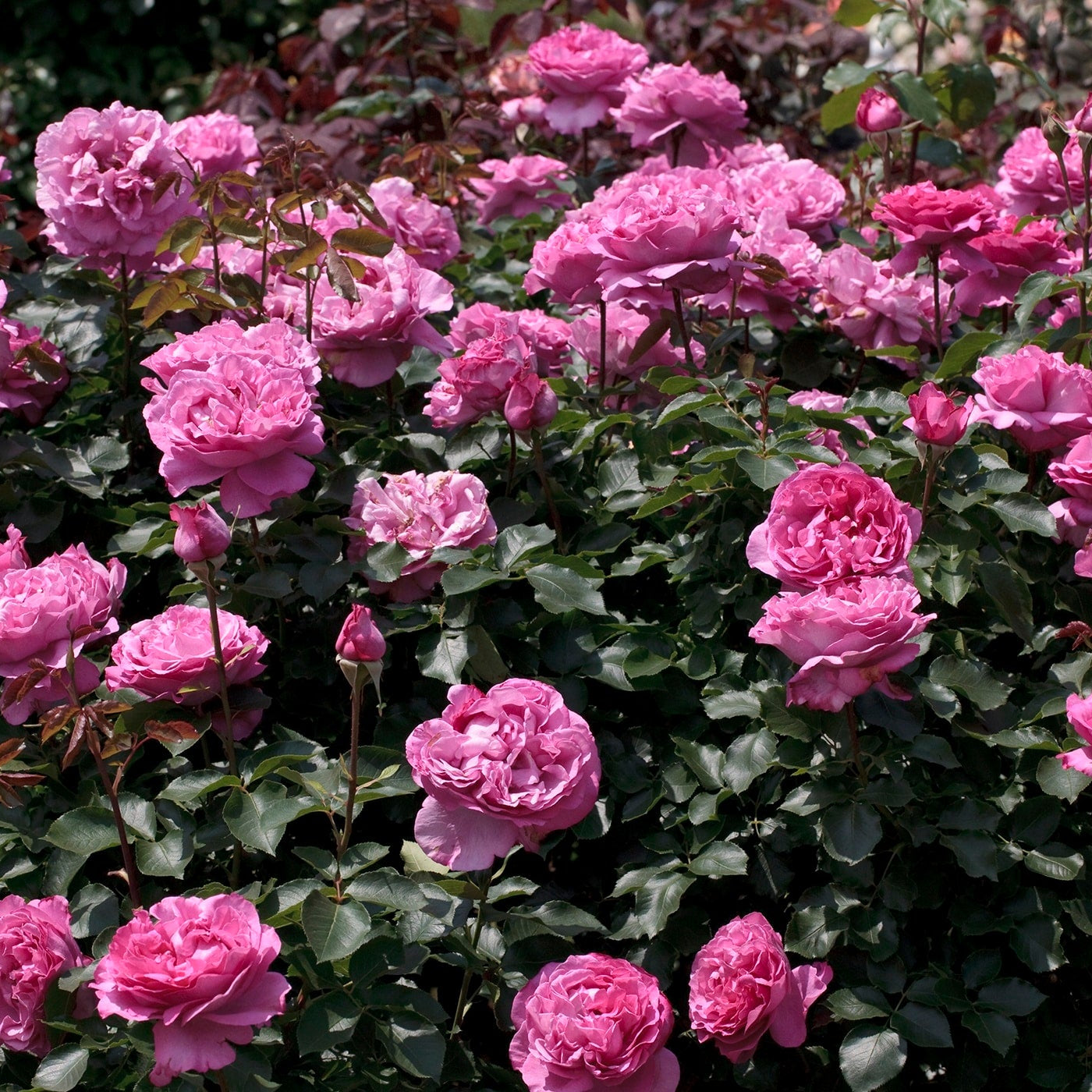 Yves Piaget® Rose Bush