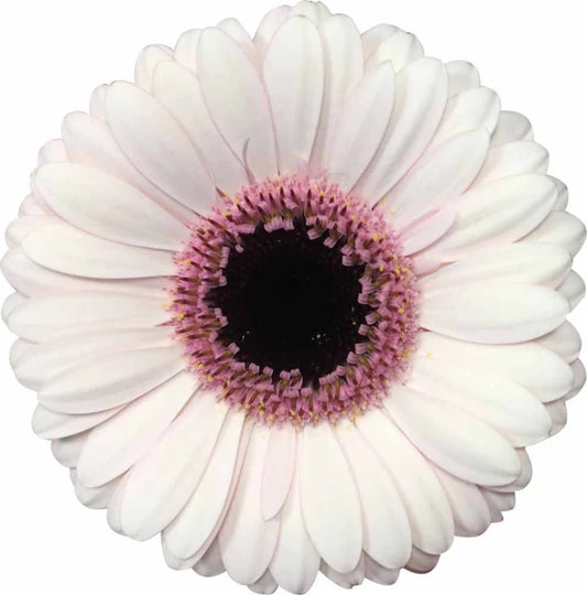 Week 18 | Gerbera Mini Abby Lou