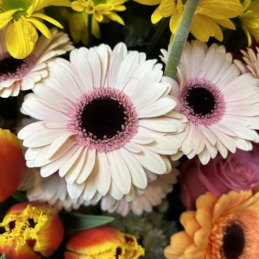 Week 18 | Gerbera Mini Abby Lou