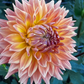 Dahlia 'AC Ben'