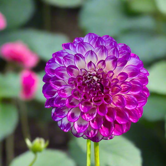 Dahlia 'AC Devin' - Formal Decorative (1 tuber)