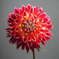 Dahlia 'Akita’