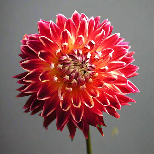 Dahlia 'Akita’