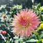 Dahlia 'Alauna Millipiques'
