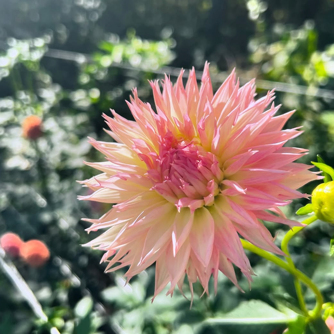 Dahlia 'Alauna Millipiques' - ROOTED CUTTING