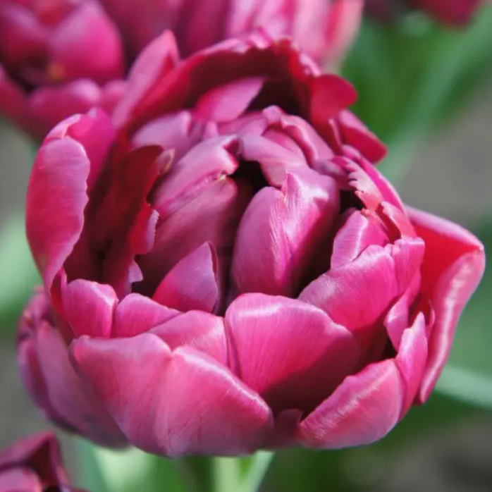 Tulip Alison Bradley 10 Pack