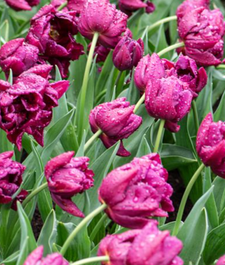 Tulip Alison Bradley 10 Pack