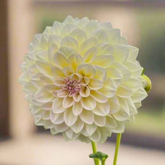 Dahlia 'Alloway Cottage’