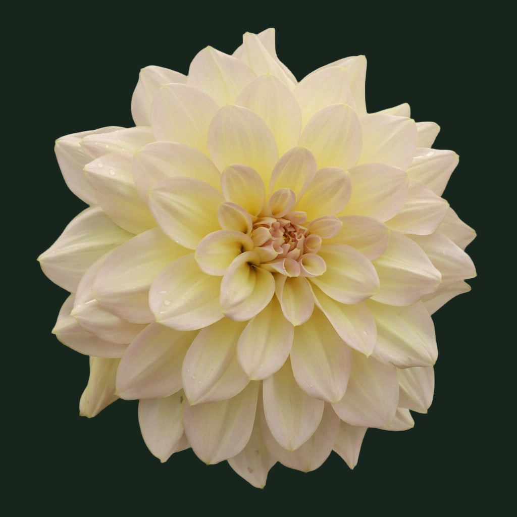 World Series Collection - Alloway Cottage (Read Description)