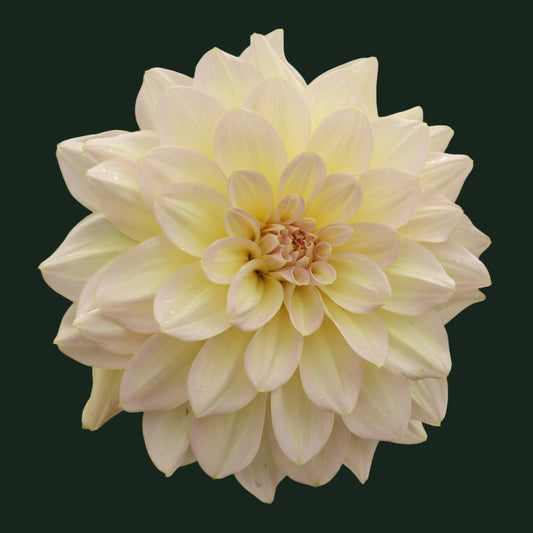 World Series Collection - Alloway Cottage (Read Description)