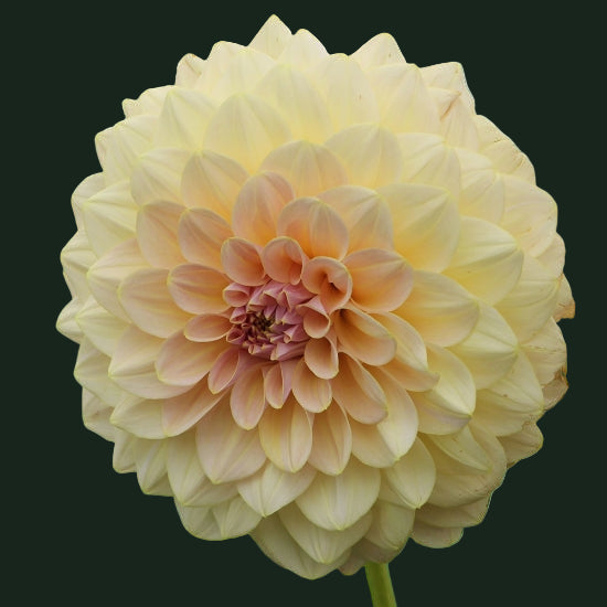 World Series Collection - Alloway Cottage (Read Description)