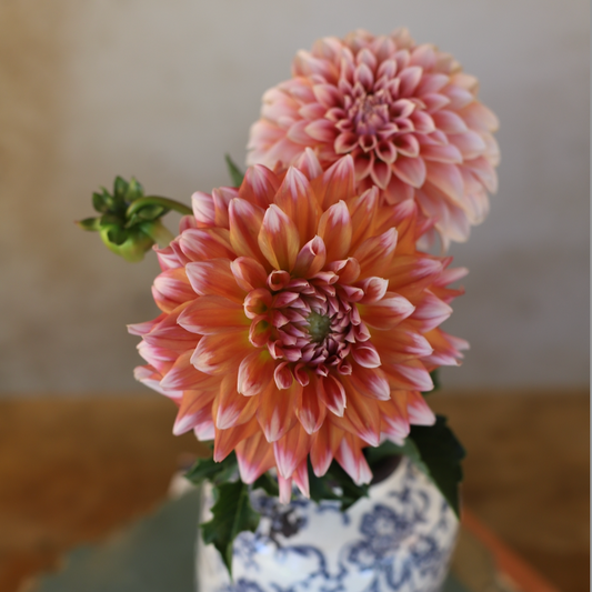 Dahlia 'Alpen Parfait'