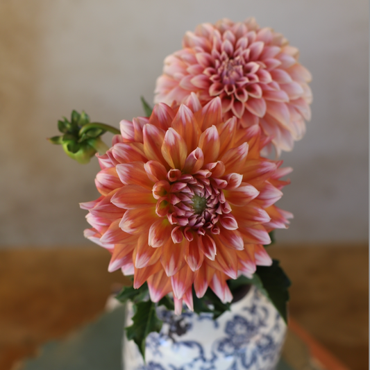 Dahlia 'Alpen Parfait' LIMITED - Informal Decorative (1 tuber)