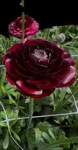 Ranunculus Amadine Black 10 Pack