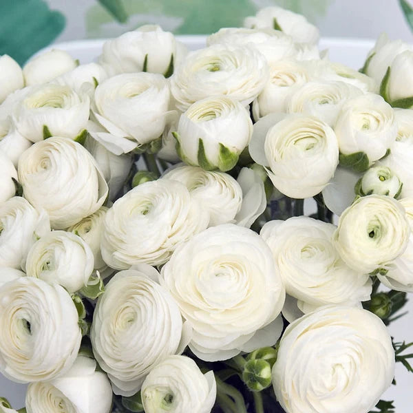 Ranunculus Amadine White 10 Pack