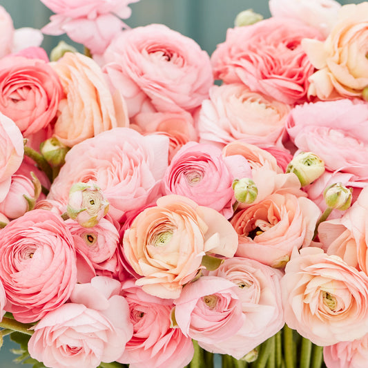 Ranunculus Amadine Pastel Pink - 10 Pack