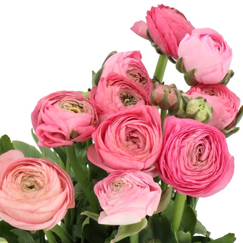 Ranunculus Amadine Rose - 10 Pack