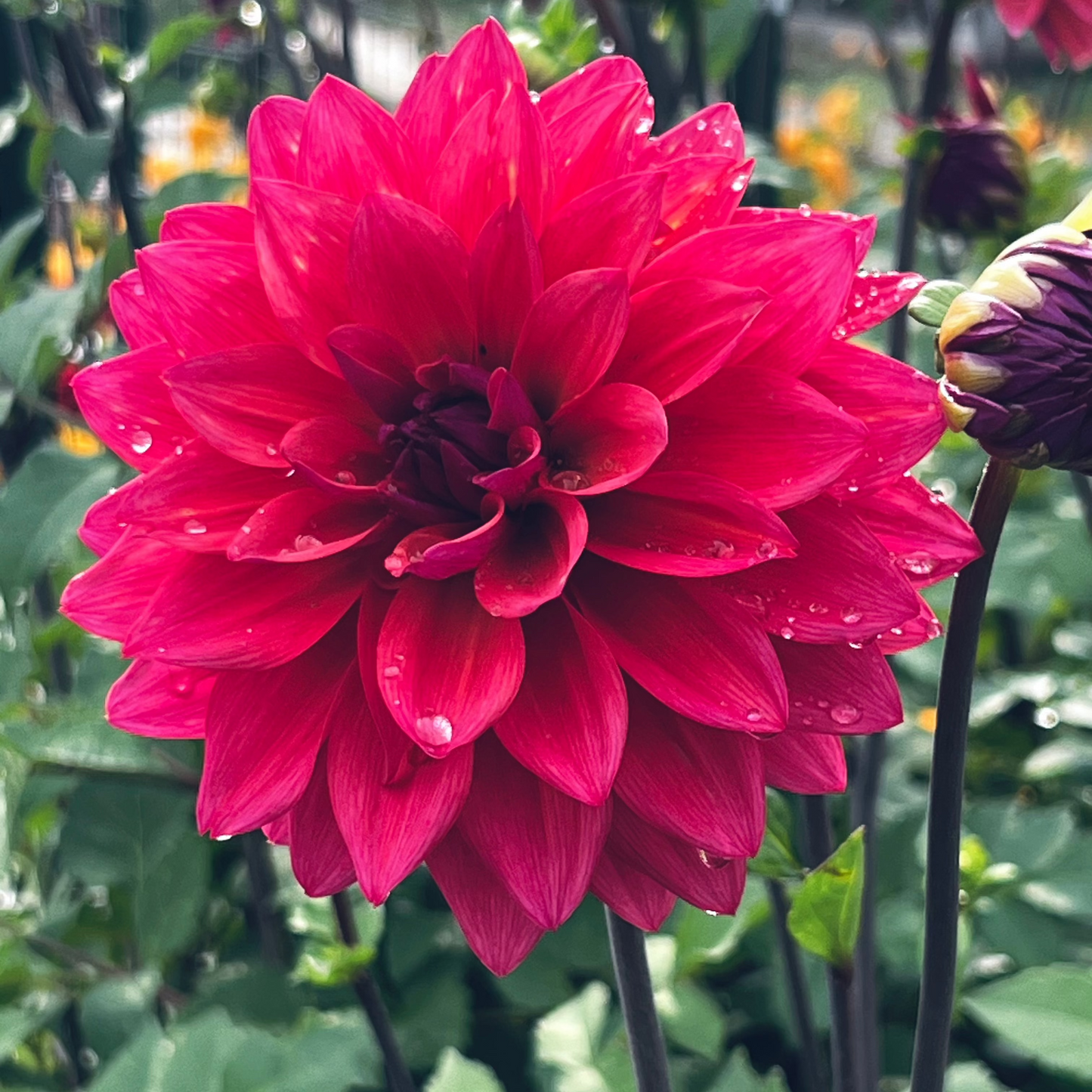 Dahlia 'American Dawn' - Formal Decorative (1 tuber)