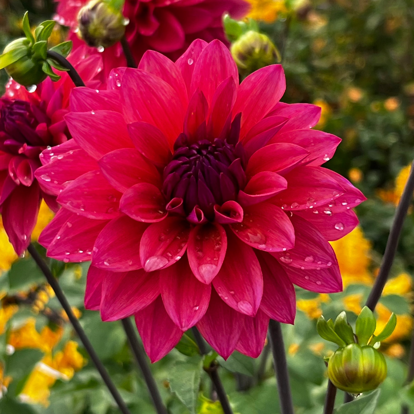 Dahlia 'American Dawn' - Formal Decorative (1 tuber)