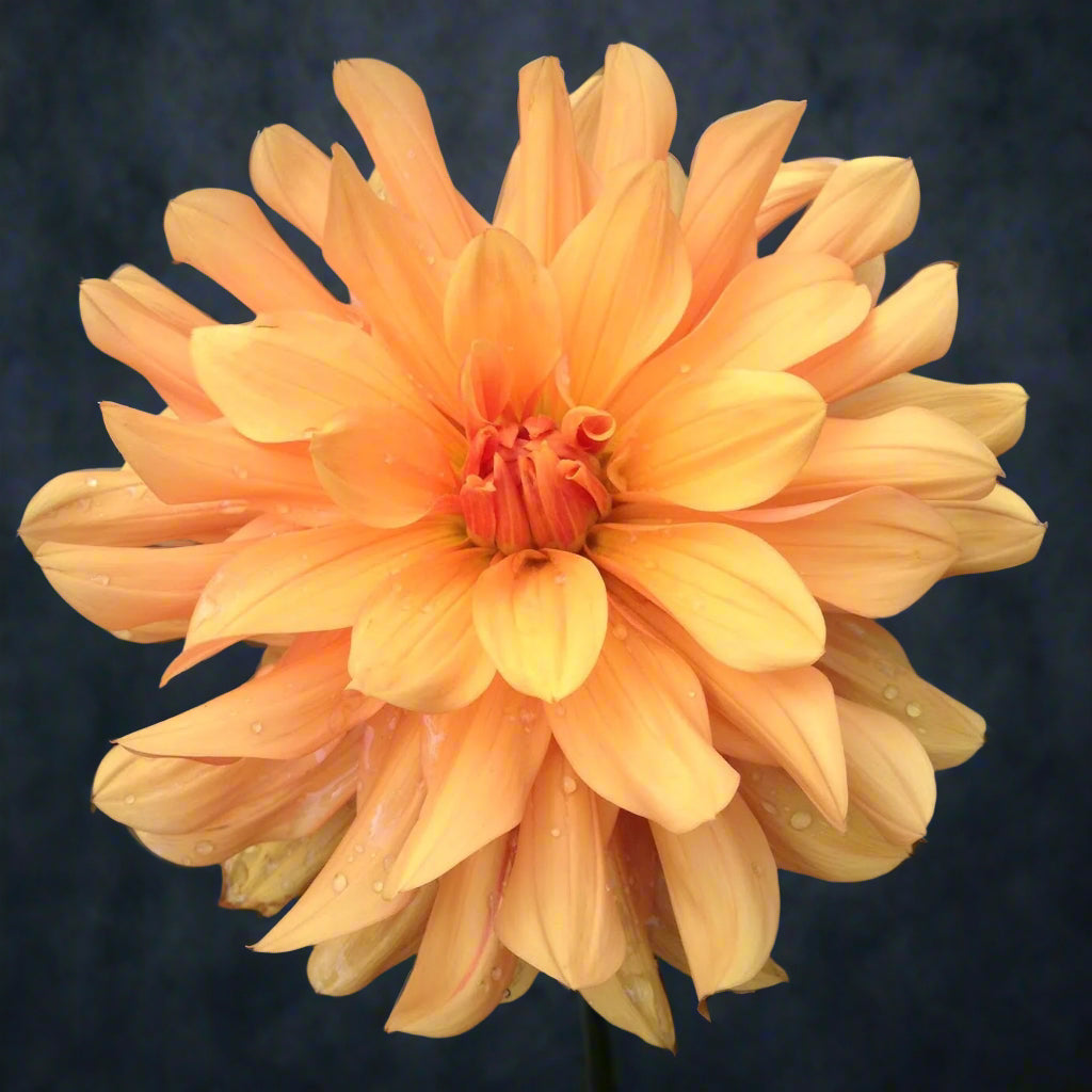 Dahlia 'Andrew Charles' - Informal Decorative (1 Tuber)