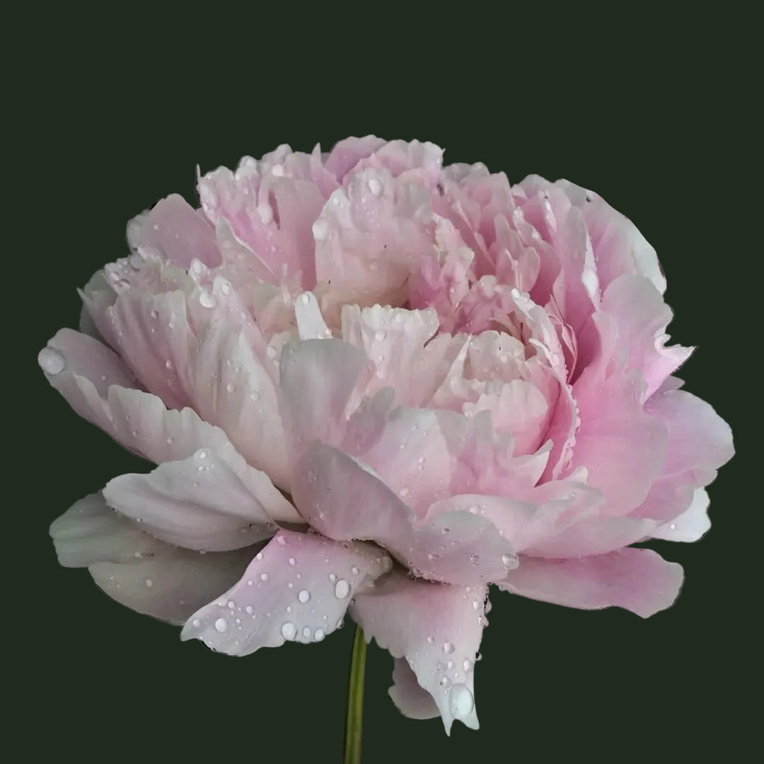 Anne Oveson Peony - Lactiflora 3-5 eyes