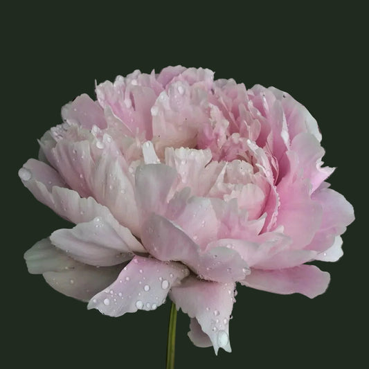 Anne Oveson Peony - Lactiflora 3-5 eyes
