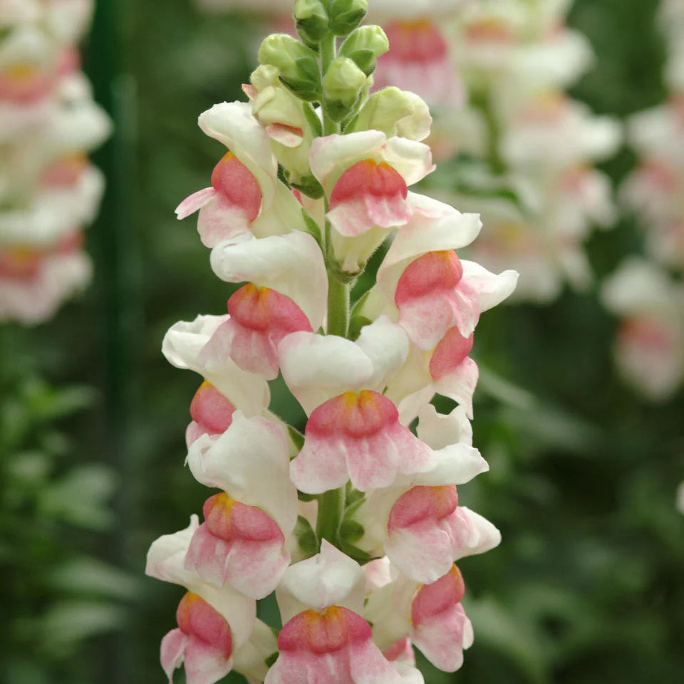 2026 Week 7 | Snapdragon Potomac Appleblosson | 10 Pack