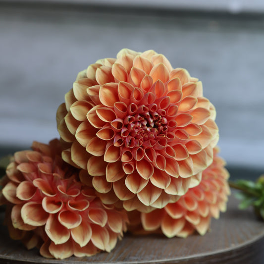 Dahlia 'Apricona' - Spring Shipped