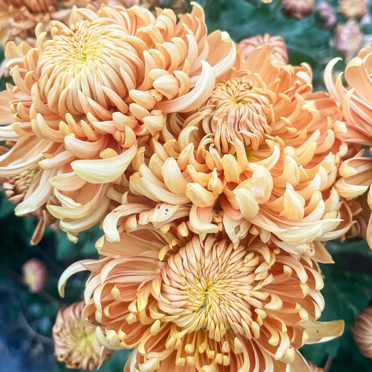 Heirloom Chrysanthemum Apricot Alexis