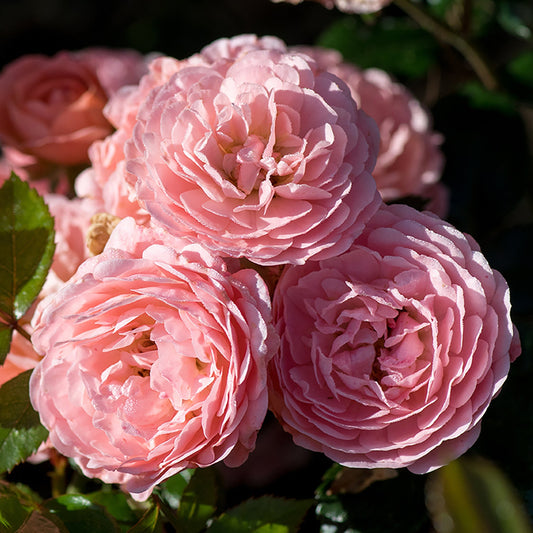 Apricot Drift® Groundcover Rose Bush