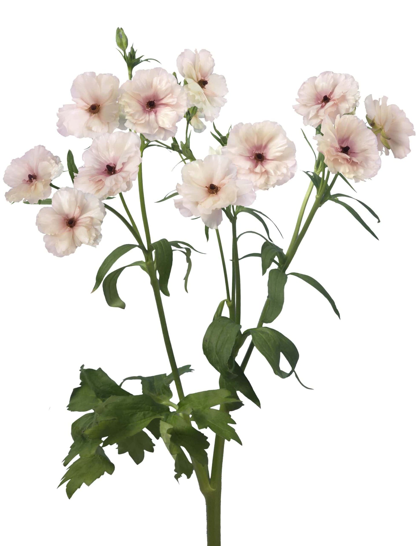 Ranunculus Butterfly™ Ariadne® - 5 Pack