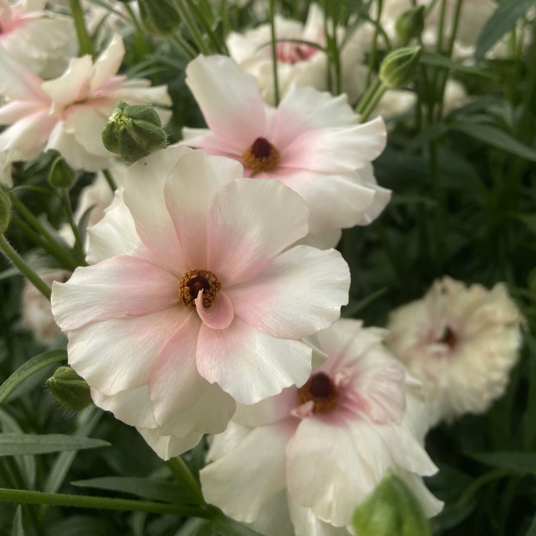 Ranunculus Butterfly™ Ariadne® - 5 Pack