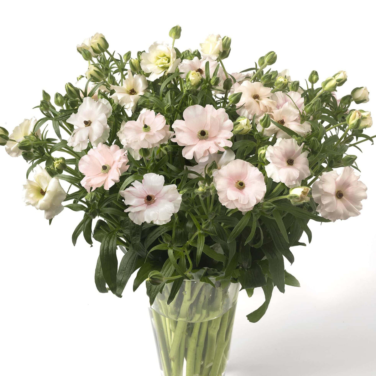 Butterfky Ranunculus Ranunculus Butterfly Ariadne - Exotic Ruffled Blooms for Your Garden ...