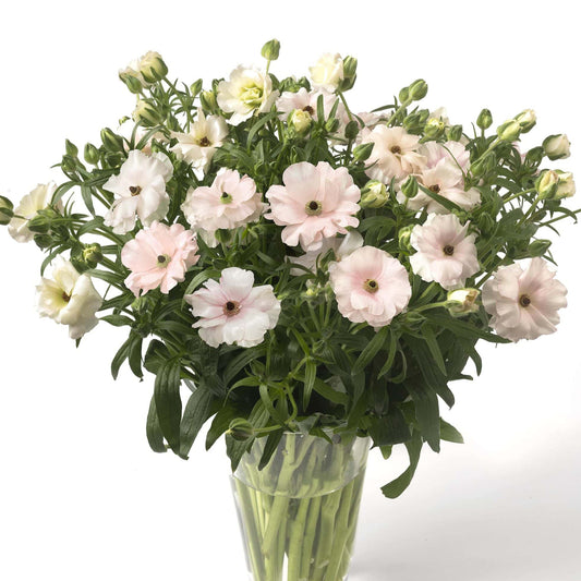 Ranunculus Butterfly™ Ariadne® - 5 Pack