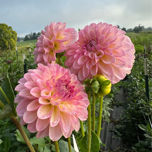 Dahlia 'Arnside Rose' - Spring Shipped