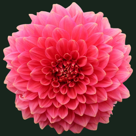 World Series Collection - Askwith Minnie (Read Description)