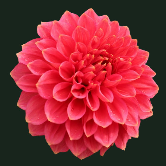 World Series Collection - Askwith Minnie (Read Description)