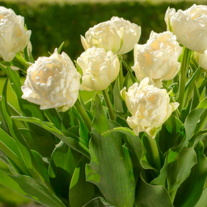 Tulip Avante Garde 10 Pack