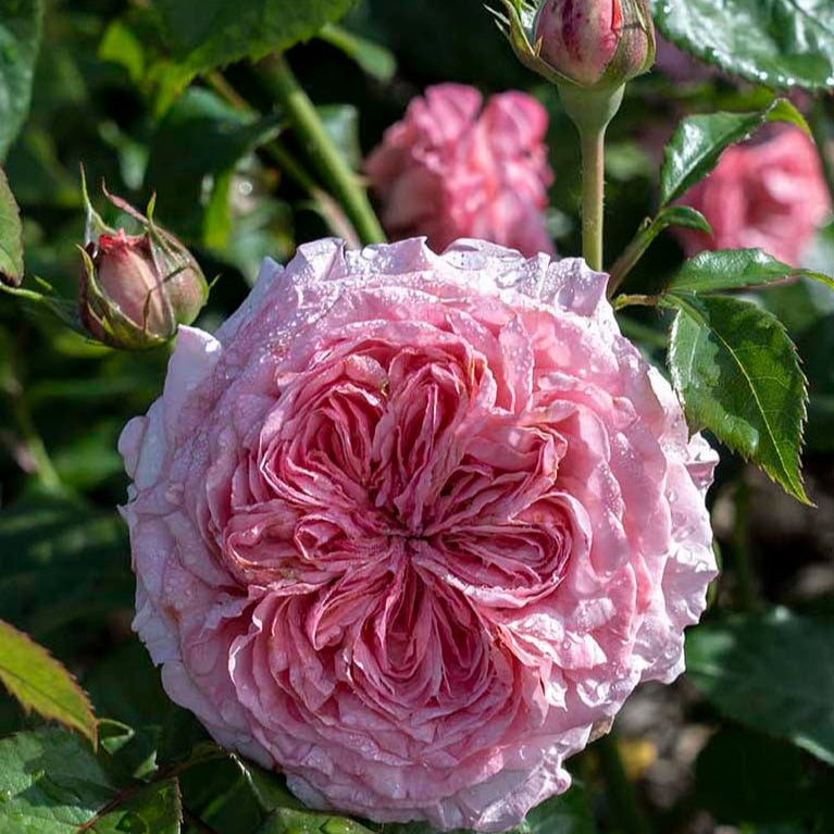Romantica® Ball Gown™ Rose Bush