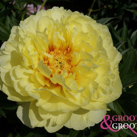 Bartzella Peony – True Yellow Itoh with Giant, Fragrant Blooms