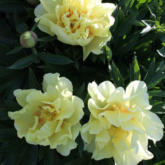 Bartzella Peony - Itoh 3-5 eyes