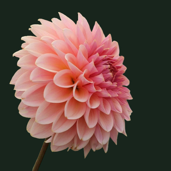 World Series Collection - Beauty Queen (Read Description)