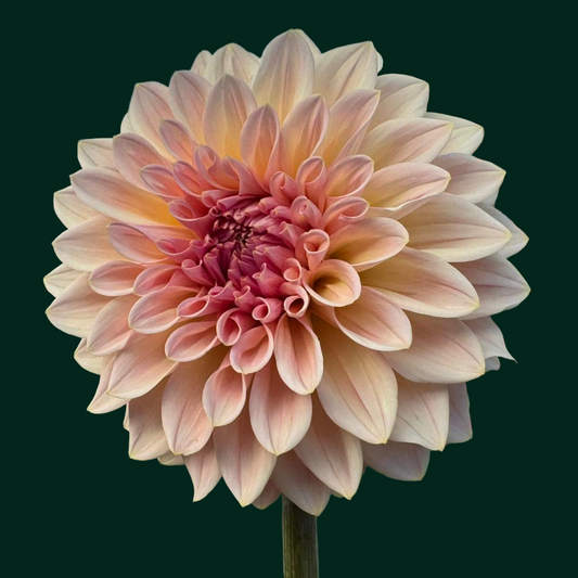 Dahlia 'Beauty Queen’