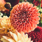 Dahlia 'Beehive'