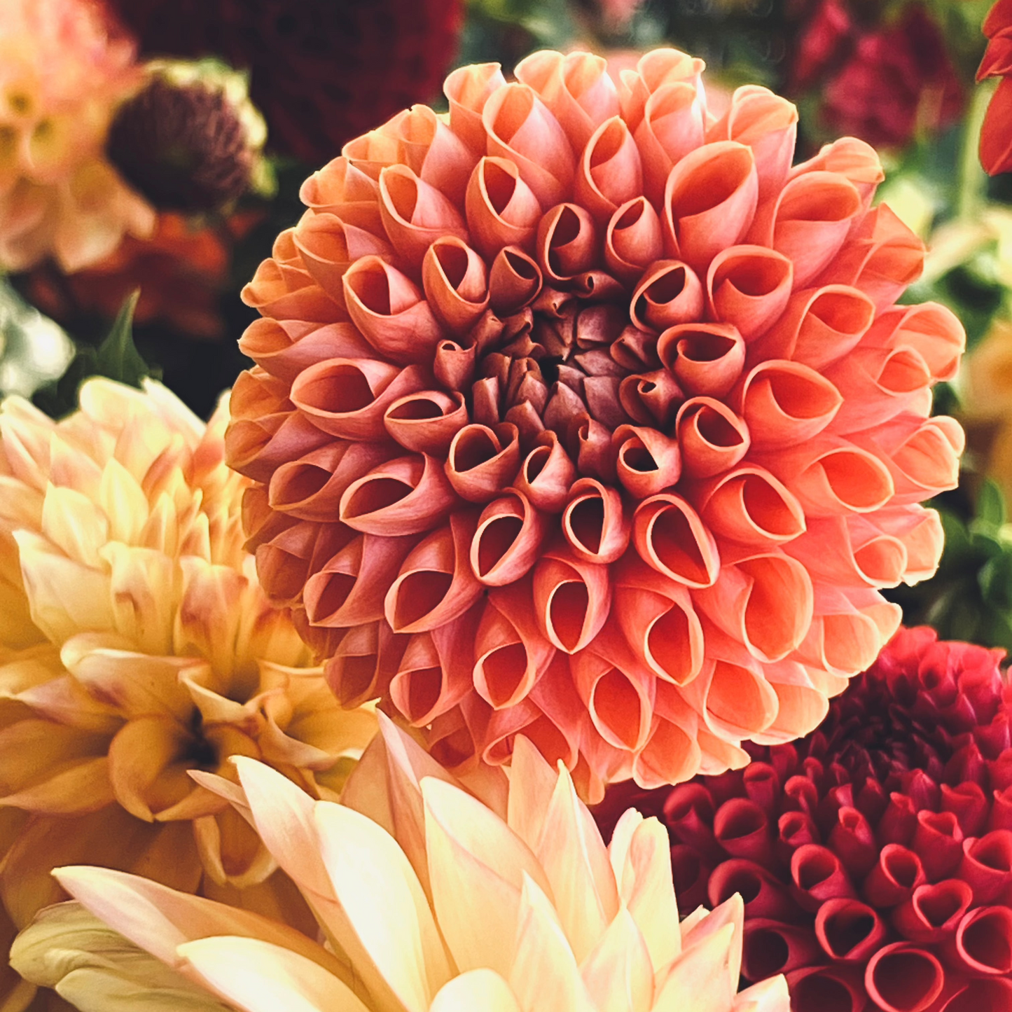 Dahlia 'Beehive' - ROOTED CUTTING