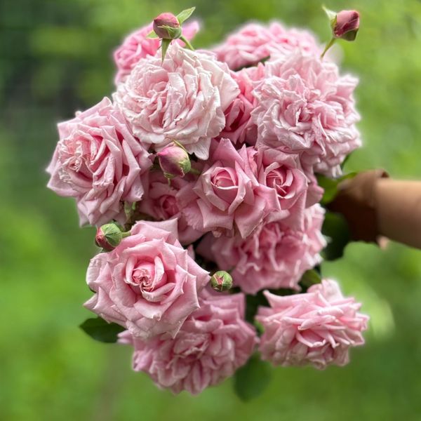 Belinda's Dream™ Rose Bush