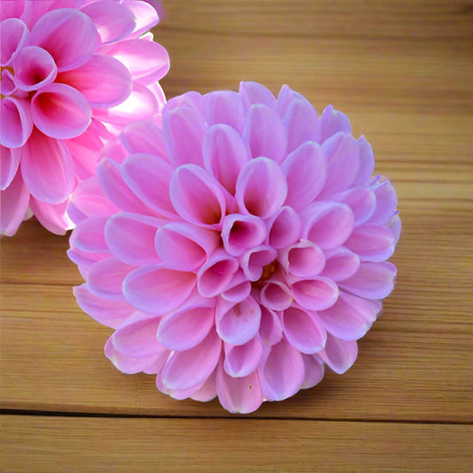 Dahlia 'Betty Anne' - Pompon (1 tuber)